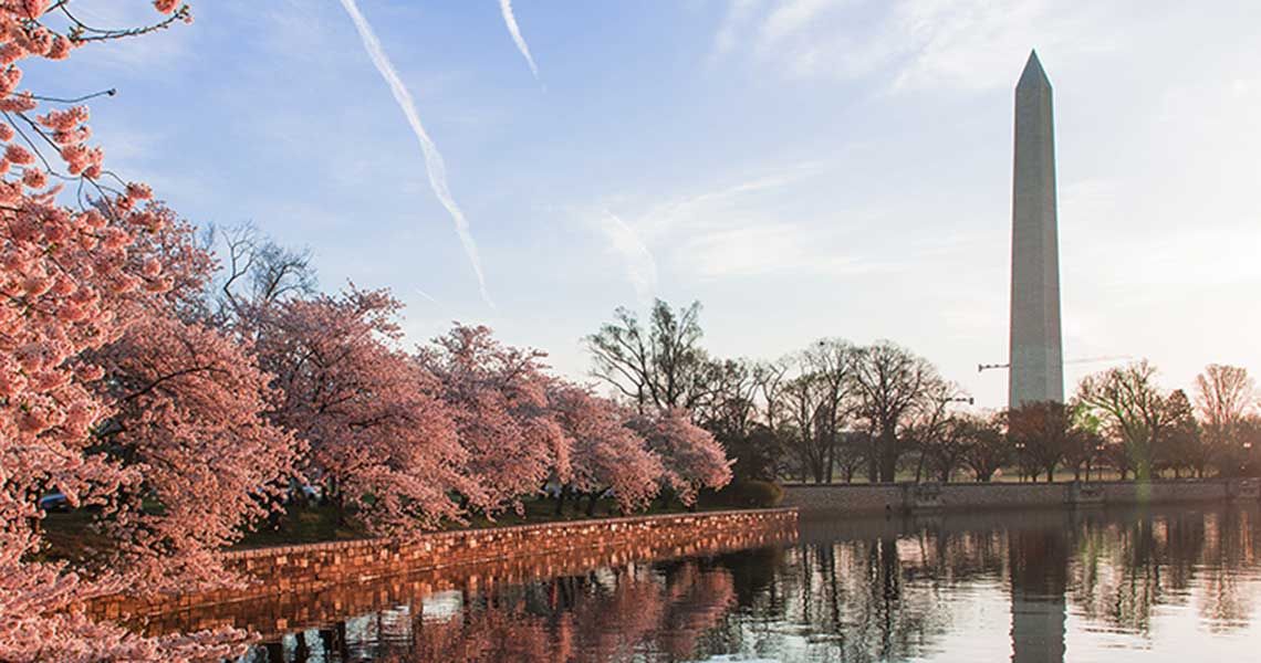 Cherry blossom trees and a view of the Washington Monument 