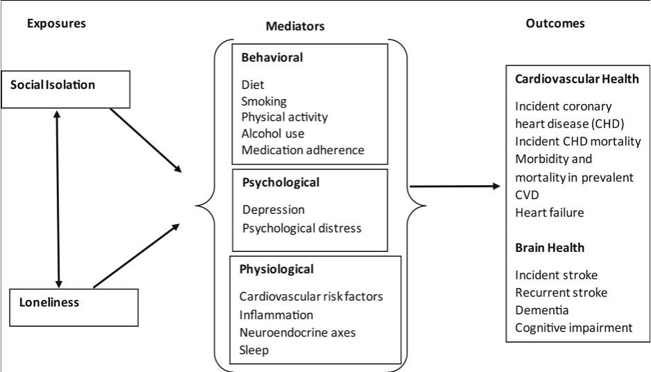 Conceptual model examining associations between social isolation, loneliness, and outcomes.