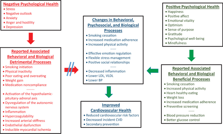 Diagram of how stress impacts the body